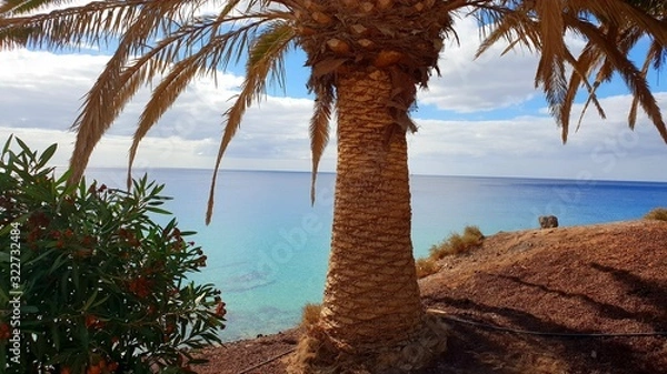Obraz palm tree on beach