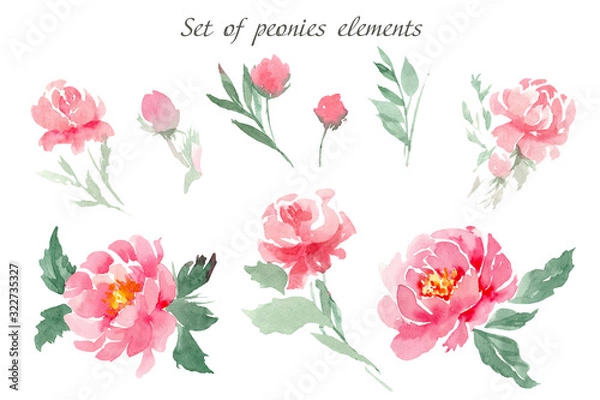 Fototapeta Set of watercolor elements of pink peonies, leaves and buds on an isolated white background. To create bouquets and compositions of cards, invitations, tags and other