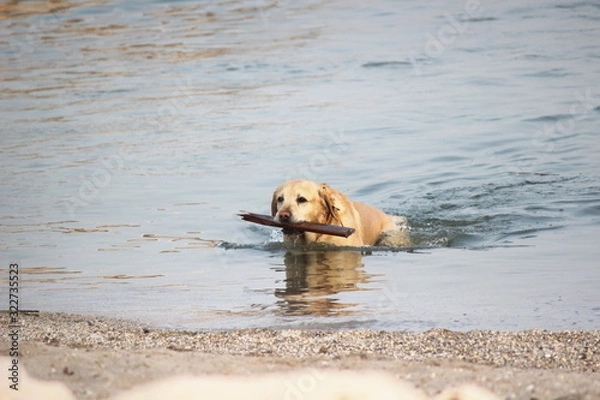 Fototapeta Golden retriever esce dall'acqua con bastone tra le fauci