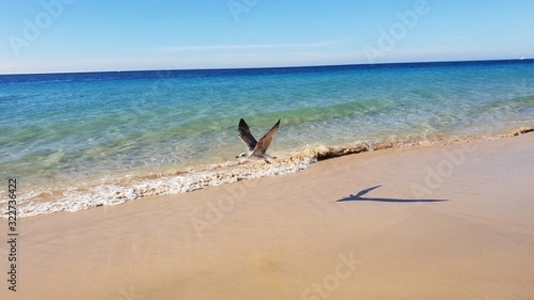 Obraz Bird on the beach