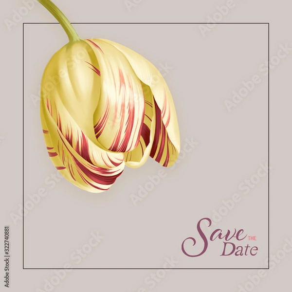 Fototapeta Vintage tulip,yellow with white tulip on gray background. Botanical art