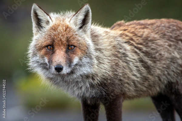 Obraz Volpe Dell'etna