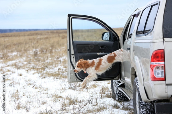 Fototapeta Dog breed Russian hunting spaniel in a jump from a car in the winter in the field