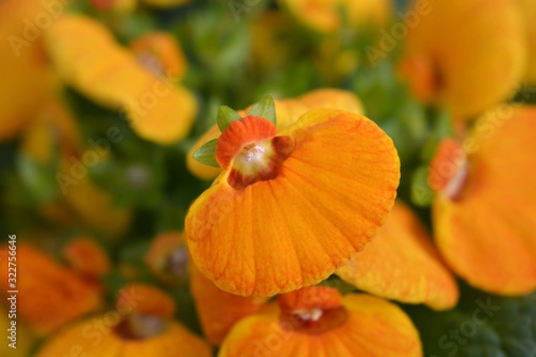 Obraz Slipper flower