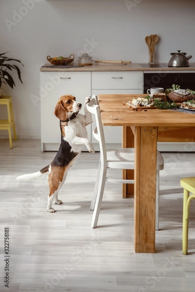 Fototapeta the Beagle dog stands on its hind legs and looks at the dining table. begging for food