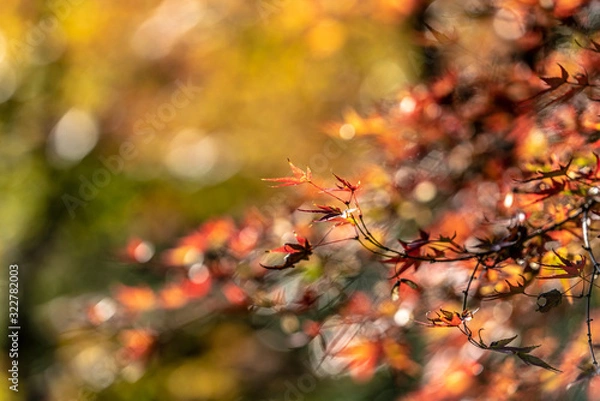 Obraz Autumn in japan