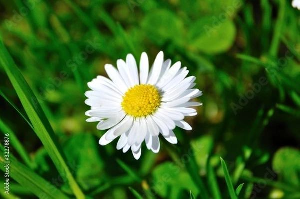 Obraz wild daisy