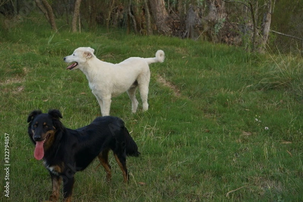 Obraz Perros corriendo en el campo