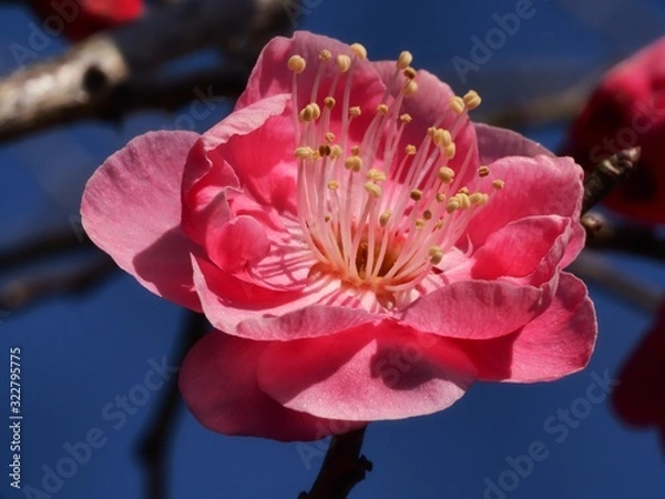 Fototapeta 紅梅の花