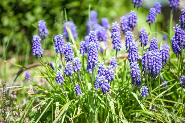 Fototapeta early spring primroses