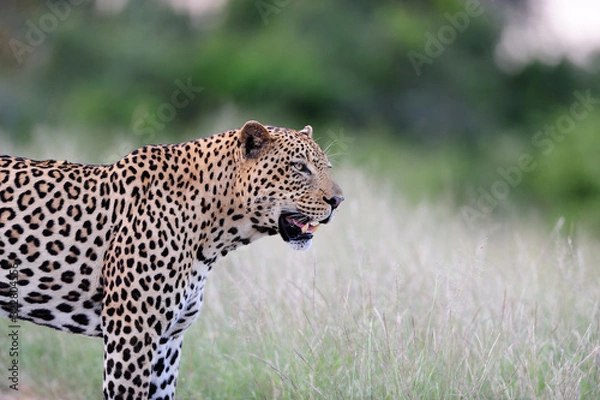 Obraz Leopard in the wilderness of Africa