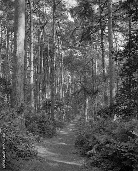 Fototapeta Path into the forest