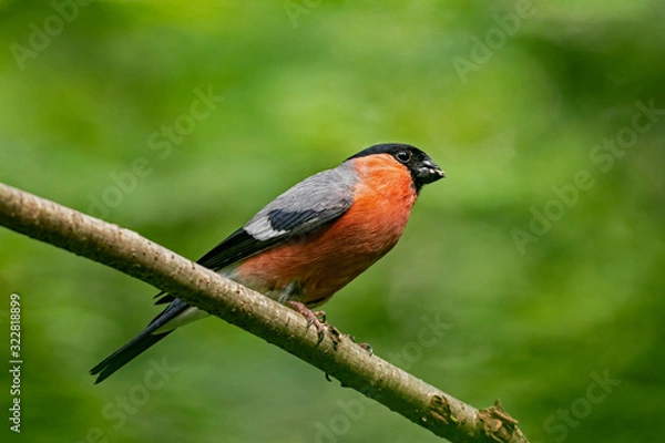 Fototapeta The Eurasian bullfinch, common bullfinch or bullfinch (Pyrrhula pyrrhula) is a small passerine bird in the finch family, Fringillidae.