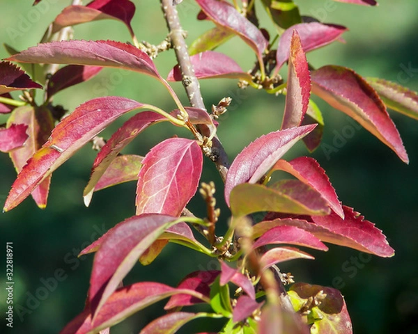 Fototapeta Close-up image a Red Tip Photina's leaves changing colors in the early autumn.
