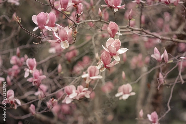 Obraz Branches with blossoming colors of pink magnolia.