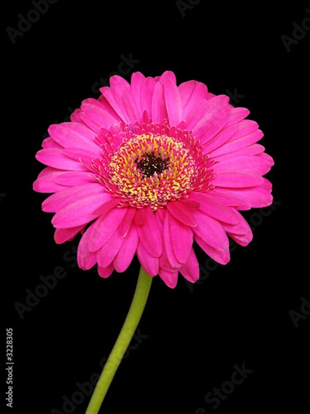 Obraz magenta gerber