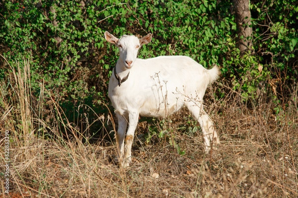 Fototapeta White goat that grazes in the yellow grass