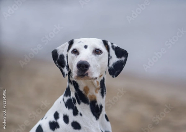 Fototapeta Dalmatiner