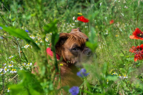 Fototapeta Boxer im Blumenfeld
