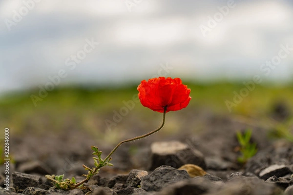 Fototapeta Mohnblume