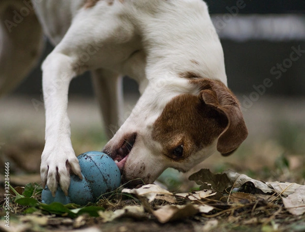 Fototapeta Schlecken