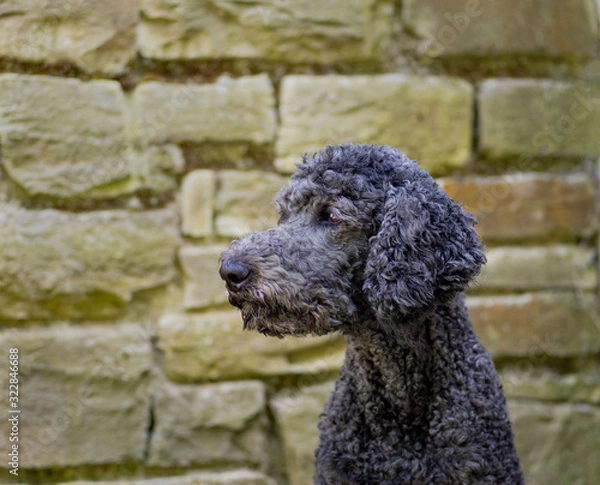 Fototapeta Pudel vor der Mauer