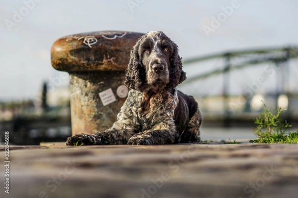 Fototapeta Cocker Spaniel