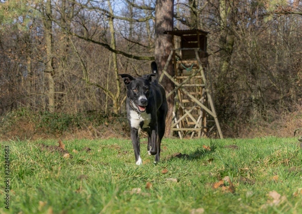 Fototapeta Mischling