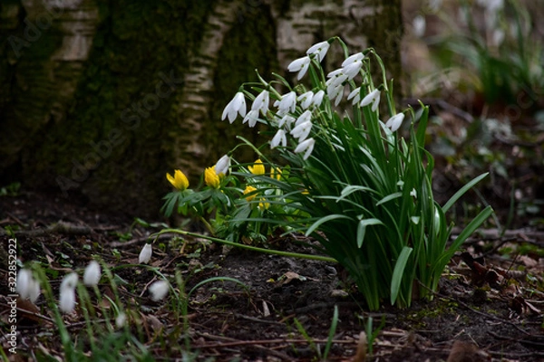Fototapeta Schneeglöckchen