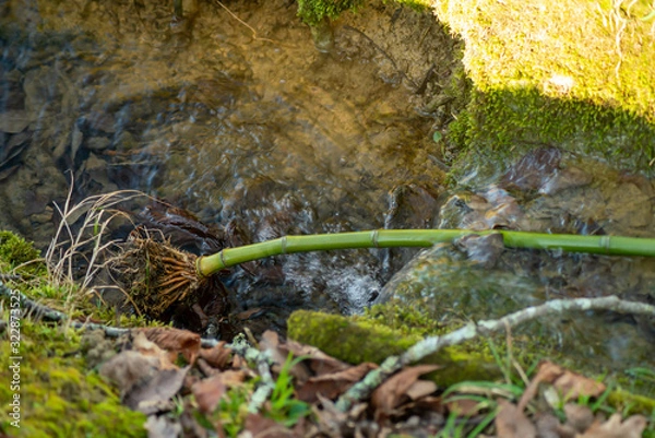 Fototapeta Close-up on a bamboo root fallen in a stream