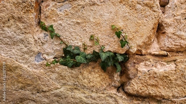 Obraz ivy on the wall