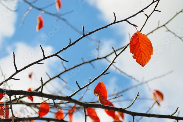 Fototapeta 秋　葉　素材