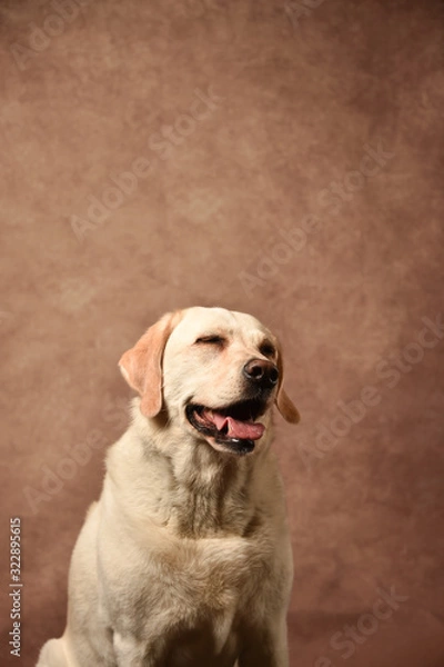 Obraz ゴールデンレトリバー