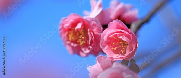 Obraz 梅の花　紅梅　梅の花のアップ　満開の梅　満開の梅の花