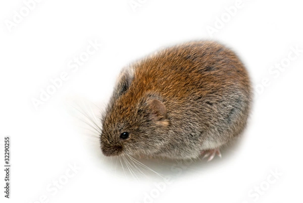 Obraz Bank vole