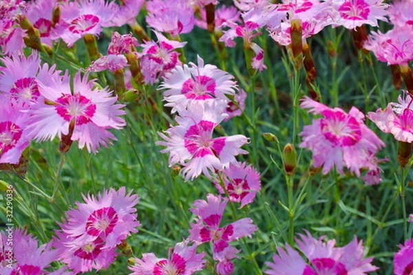 Fototapeta ピンクのナデシコ