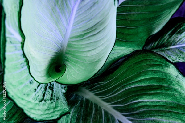 Fototapeta abstract green leaf texture, nature background, tropical leaf	