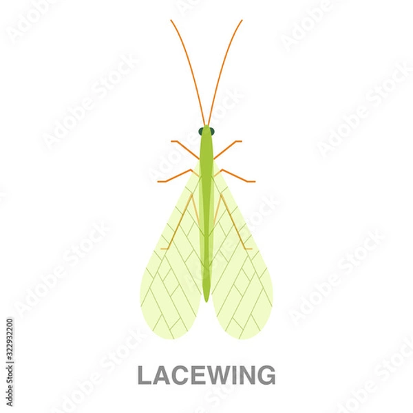 Fototapeta lacewing flat icon on white transparent background. You can be used black ant icon for several purposes.	