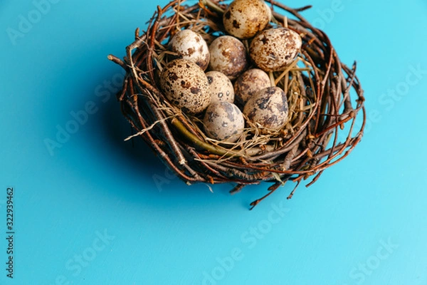 Fototapeta Festive eggs in a nest on a blue background. Quail eggs, Catholic and Orthodox Easter holiday. Free space for text.