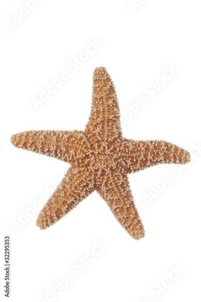 Obraz Starfish