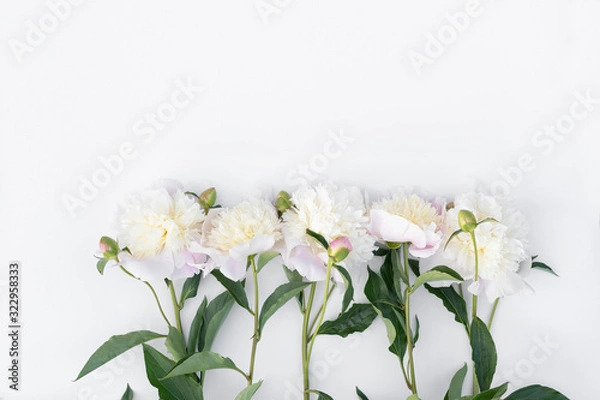 Obraz Varietal peonies on a white background