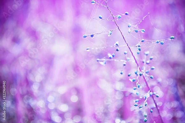 Fototapeta Blue  Grass Meadow soft focus  with bright sunlight .and  pink light bokeh  ,Abstract Spring and summer  Background