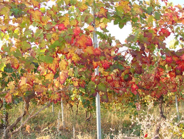 Fototapeta Vitis vinifera