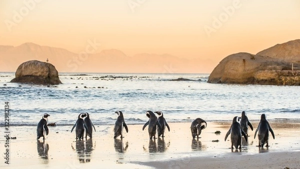 Obraz African penguins on the sandy coast in sunset. Red sky. African penguin ( Spheniscus demersus) also known as the jackass penguin and black-footed penguin. Boulders colony. Cape Town. South Africa