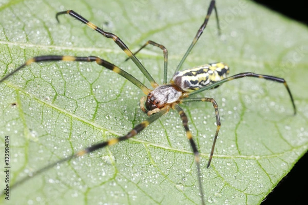 Obraz Spiders in the wild