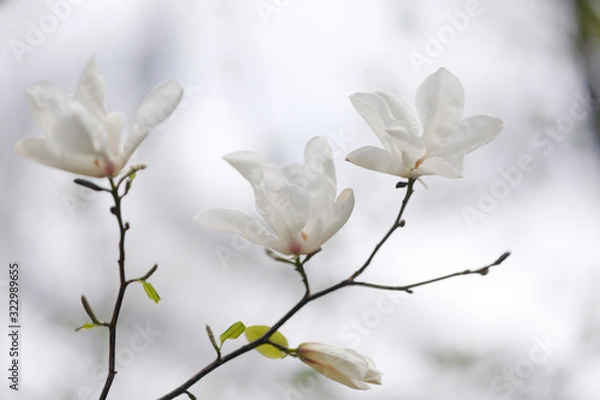 Fototapeta White open Magnolia flowers on a branch with green leaves against the sky in the Botanical garden. Soft focus, spring background.