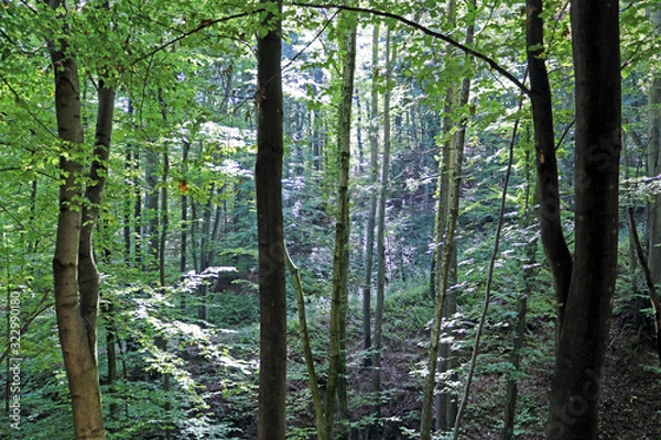 Obraz Sonnenstrahlen im Wald