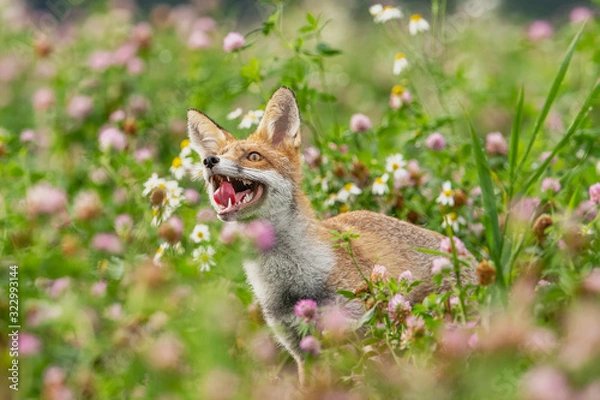 Obraz Young fox in its natural habitat in a summer meadow