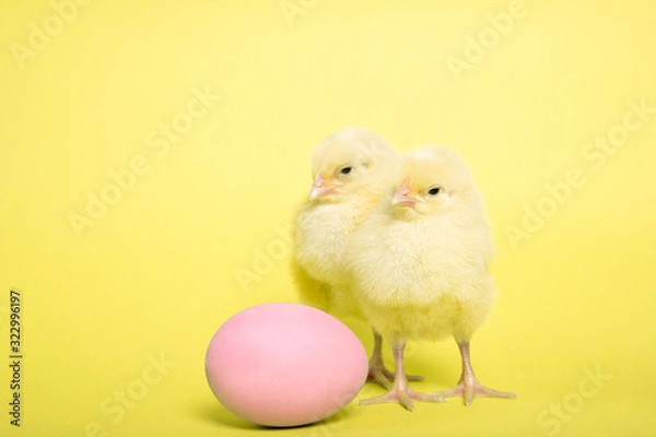 Obraz Chicken on a yellow background with an Easter egg, Isolation, Place for text.