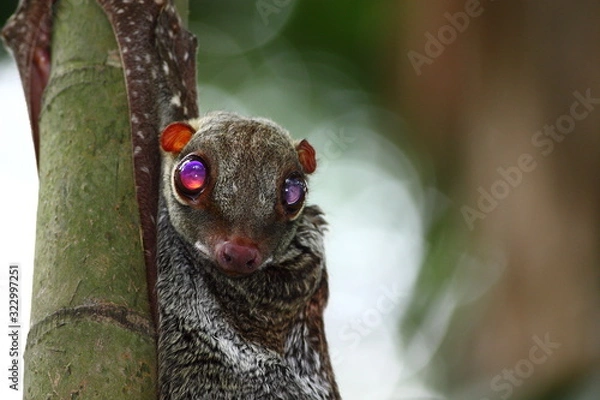 Obraz Colugo, flying lemur in the wilderness